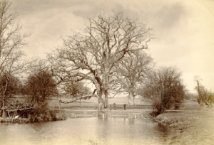 Henry Taunt. College Oak and College Pond, c1890